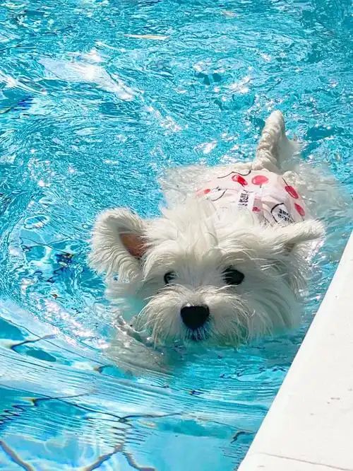 小型四季贵宾犬适合游泳吗？