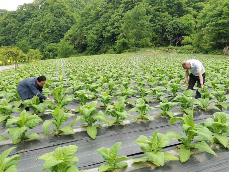 新方法的研发和应用,为烟叶生产的绿色,可持续