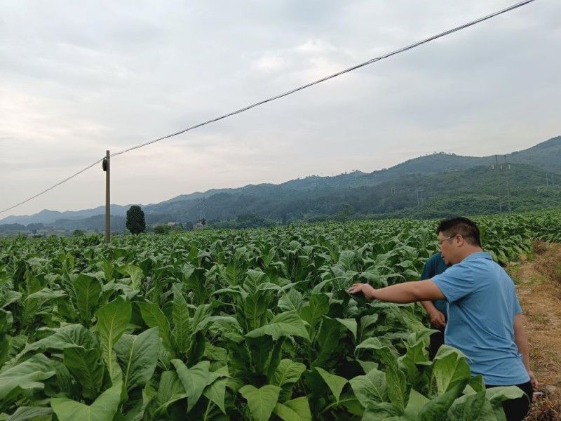 湖南宜章：田間采烤忙中樂  農(nóng)家飄出“金葉香”