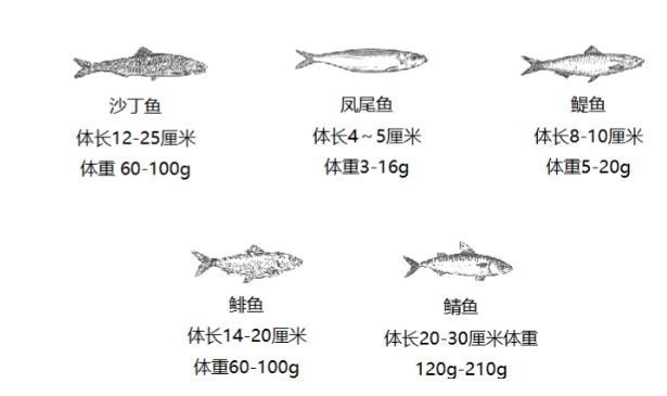 魚油不踩雷指南，選WHC一步到位！