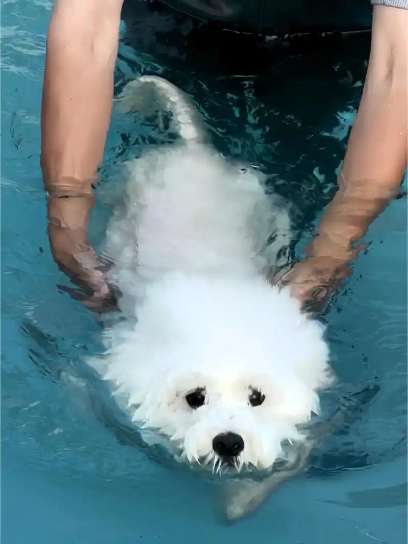 小型四季贵宾犬适合游泳吗?