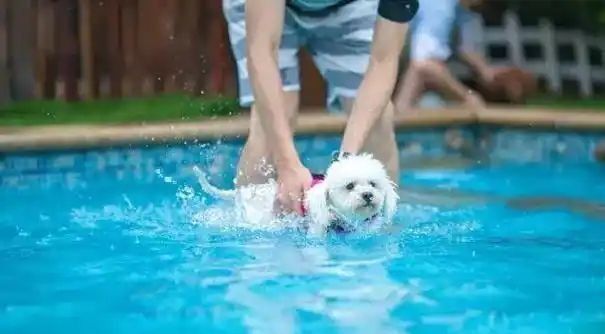 小型四季贵宾犬适合游泳吗?