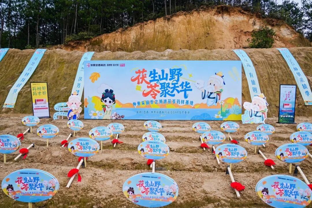 仲景采摘季之岳西道地茯苓之乡溯源活动启幕