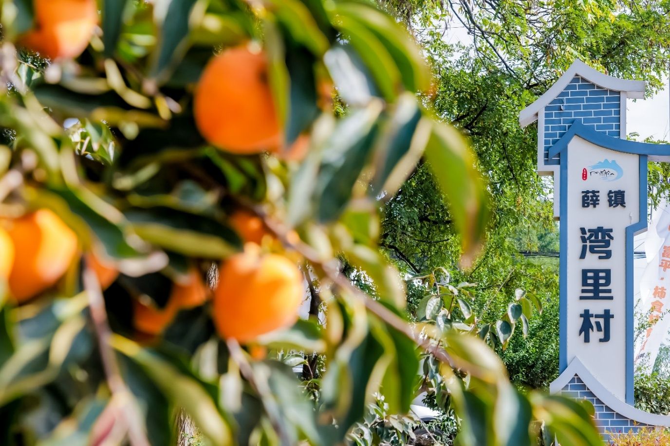 “小柿子”撑起村民“钱袋子” 三星“分享村庄”点柿成金