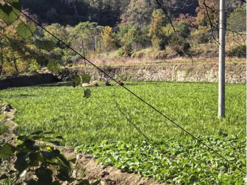 菖蒲清香润乡土