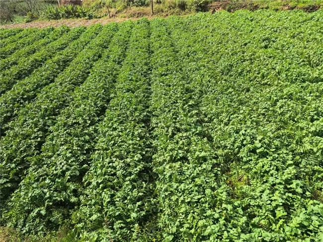 南华县红土坡镇：烟田套种巧布局 秋收秋种双丰收