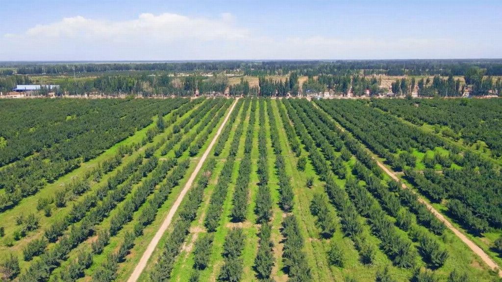 出昆仑、闯湾区，一颗“紫玉圣果”的突围记