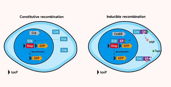 一文读懂Cre-loxP重组酶系统：核心机制与技术优势深度解析