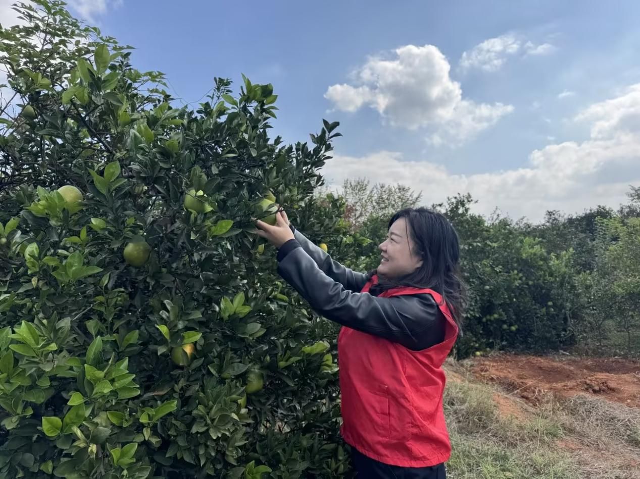 武穴烟草：“橘子黄”邂逅“志愿红” 共富路再现新图景