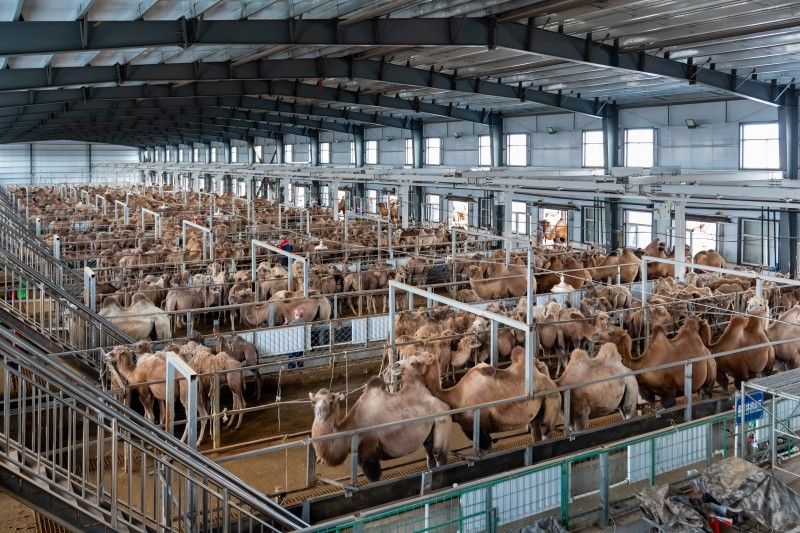 华夏丝路：以全链路检测体系，筑牢驼乳粉品质长城