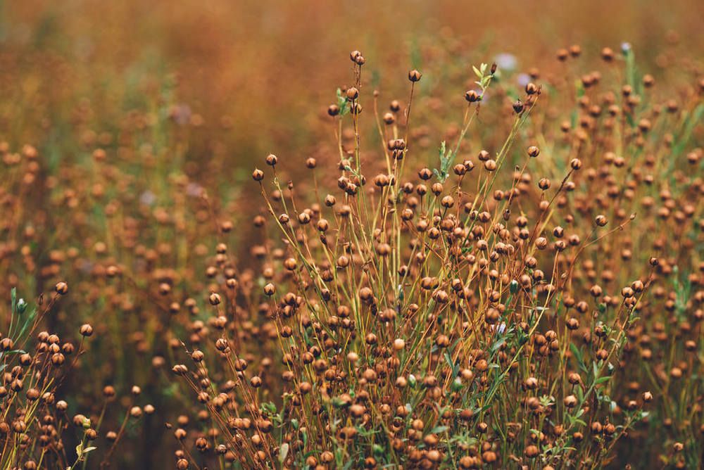 全链路科学定制，中科中创重塑亚麻籽代加工专业新标杆