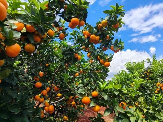 云南省红河哈尼族彝族自治州建水县盘江乡：做强柑橘产业 夯实乡村振兴产业支撑