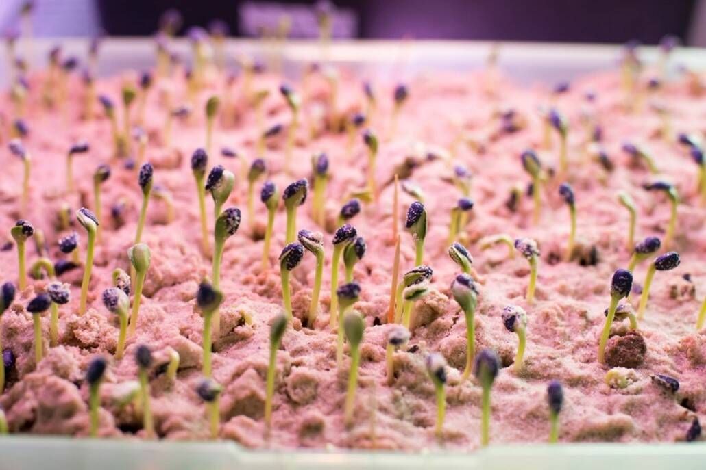 先正达集团: 融合分子技术与人工智能 加速原研植保技术创新